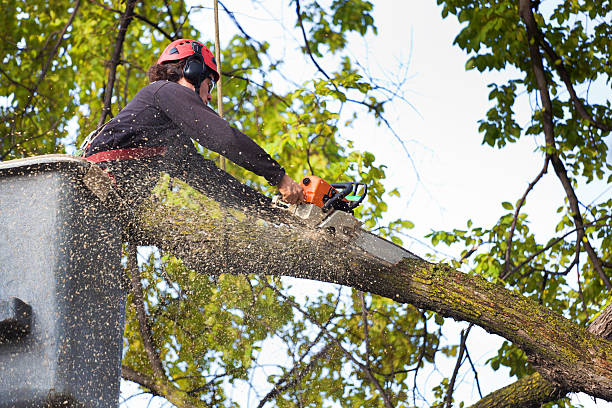 How Our Tree Care Process Works  in  Rosaryville, MD